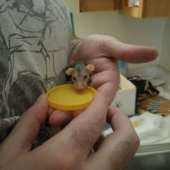 VERY ANIMAL FRIENDLY HOME 🐕🐈🕷🐢🐀❤ - Picture 8 of 16